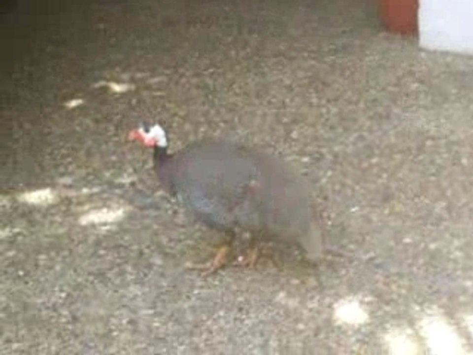 ma pintade