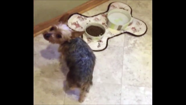 Je crois que ce chien prefere les friandises à ses croquettes dégueux! ahaha