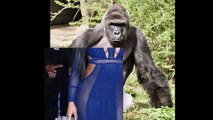 Nicki Minaj mentions Harambe in new song 'The Pinkprint Freestyle' WARNING - GRAPHIC CONTENT