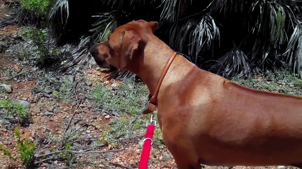 (HD) LION HUNTER RHODESIAN RIDGEBACK