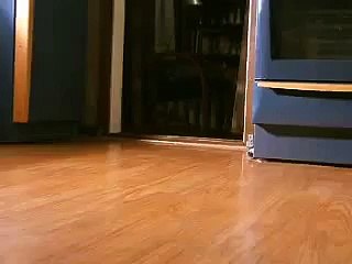 5 little welsh corgi pembroke puppies