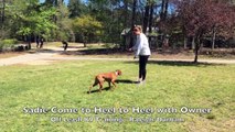 5yo Vizsla Sadie Before and After Video - Amazing Vizsla dog training Raleigh Durham