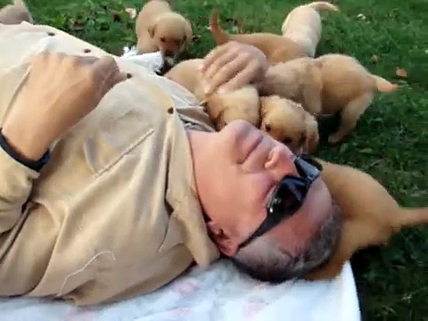 6 week old golden retrievers playing and tackling