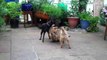 2 Border Terriers Vs One Patterdale Terrier