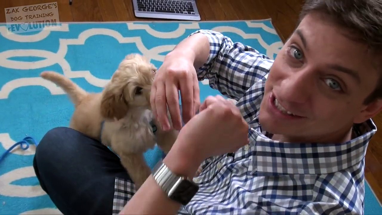 3 Easy Things to Teach your NEW PUPPY!