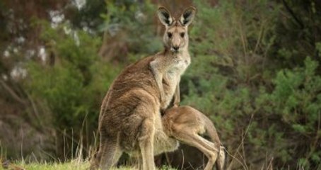 Kanguruyla IŞİD Tarzı Saldırı Planlayan Genç 10 Yıl Hapis Cezası Aldı