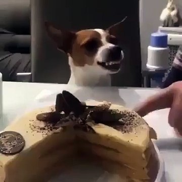 Cão fica furioso quando tentam colocar o dedo no seu bolo