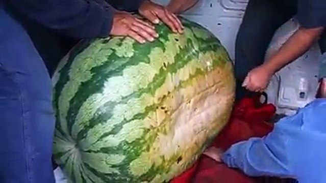 سبحان ربي اش يخلق اتفرج و قول ما شاء الله