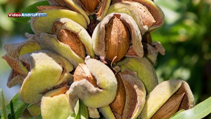 Riutilizzare le bucce della frutta raccolta per donare nuova vita al terreno