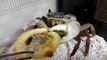 Un crabe bouffe une grosse tranche d'oignons !