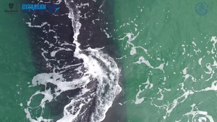 Ils filment une baleine blanche quasiment impossible à filmer... Rare!