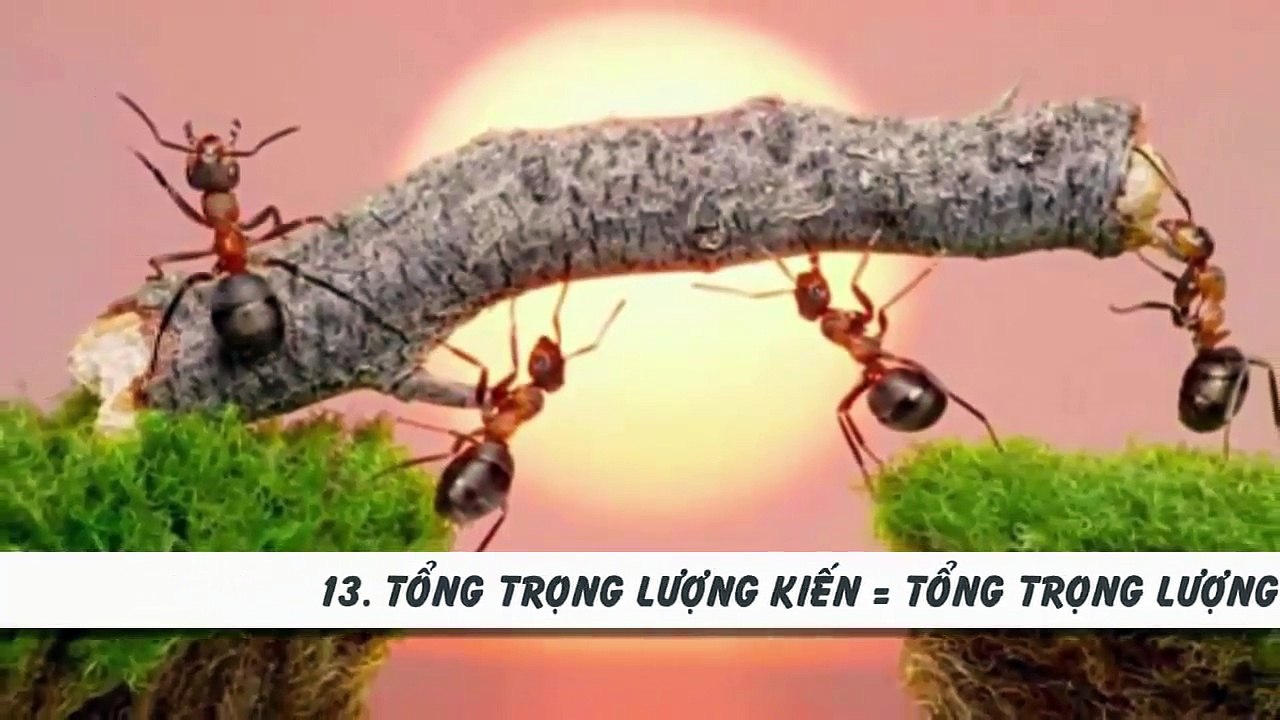 17 sự thật bậy bạ  không thể tin nổi