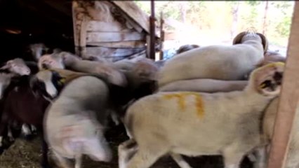 Dana Gibi Koç Görenleri Şaşırtıyor