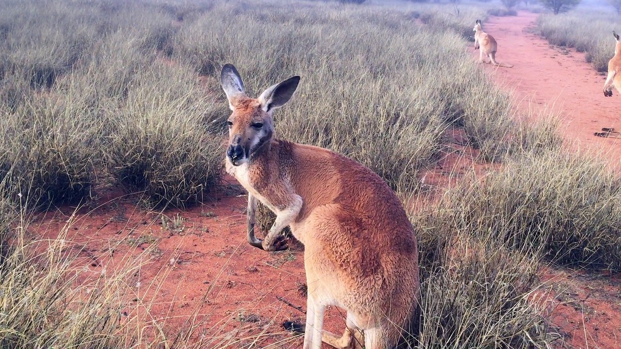Foggy Morning Walk with Kangaroos