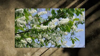 Vlastimir Pavlovic Carevac i Zivan Milic - Bolan mi lezi, more, Kara - Mustafa