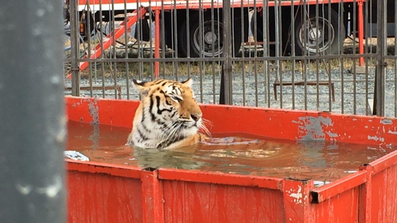 Un bain pour les tigres, du foin pour les autres