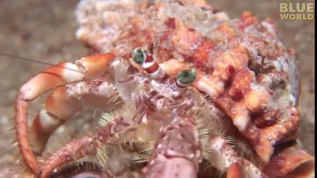 Incredible Footage Of Hermit Crab Changing Shells With Anemones