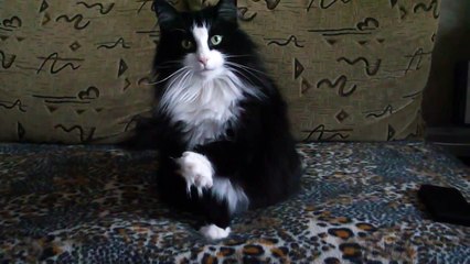 Кот породы НОРВЕЖСКАЯ ЛЕСНАЯ КОШКА .