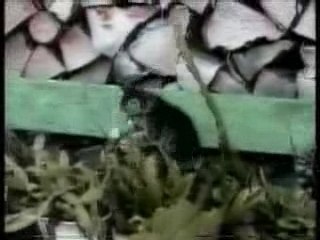 Sournois, les minous ^^