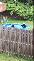 De petits ours jouent dans la piscine d'un jardin de maison familial !
