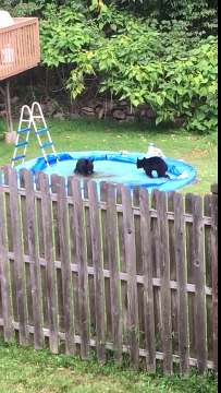 De petits ours jouent dans la piscine d'un jardin de maison familial !