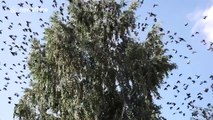 Hundreds of birds fly out of tree simultaneously