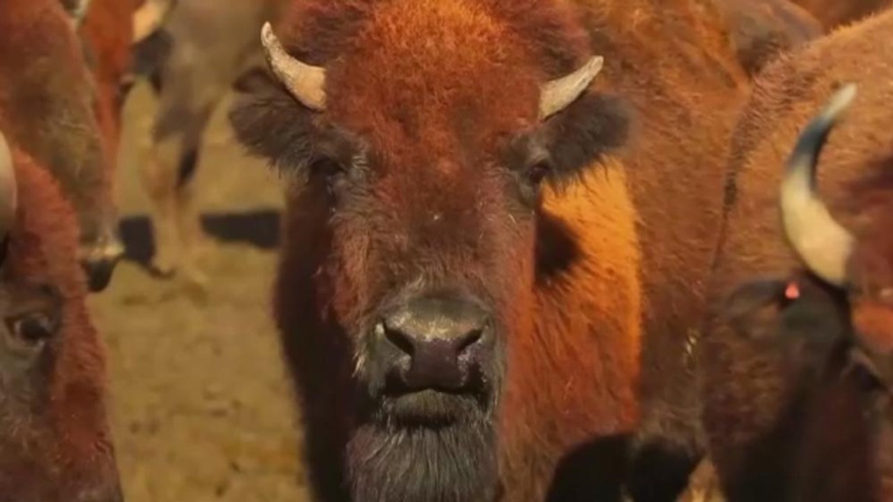 Bringing back the bison - TechKnow