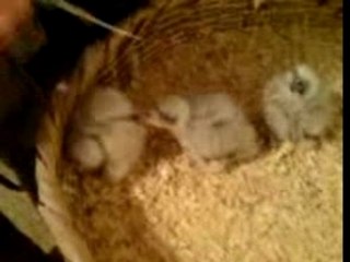 Rousselon nourrit ses faucons