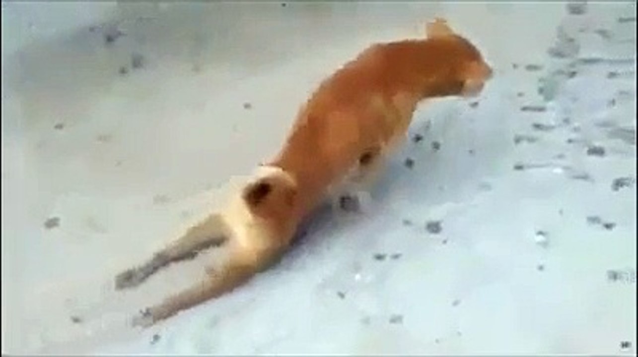 Funny Videos 2016 Funny clips Movies