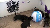 61ème vidéo  Les chiots de STAFFORDLAND jouent au ballon