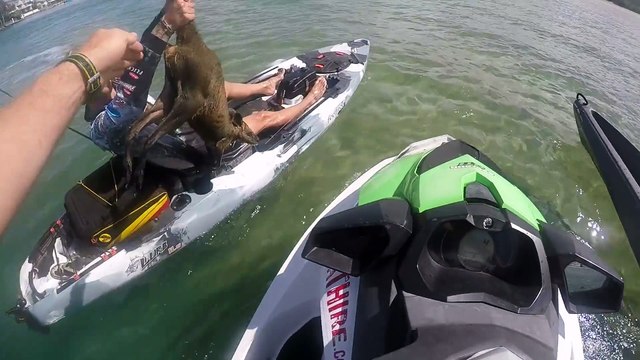 Il repeche un jeune kangourou en jet ski et le sauve de la noyade