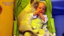 Funny Pets Moments 2016 - Cats and Babies ★ Cat Meets Baby for First Time (HD) [Funny Pets]