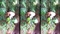 Dogs go into the forest - trip to Harvest and Cook Bamboo Shoots