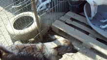 Ville Shelter 2