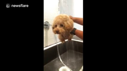Poodle makes adorable running movements while showering