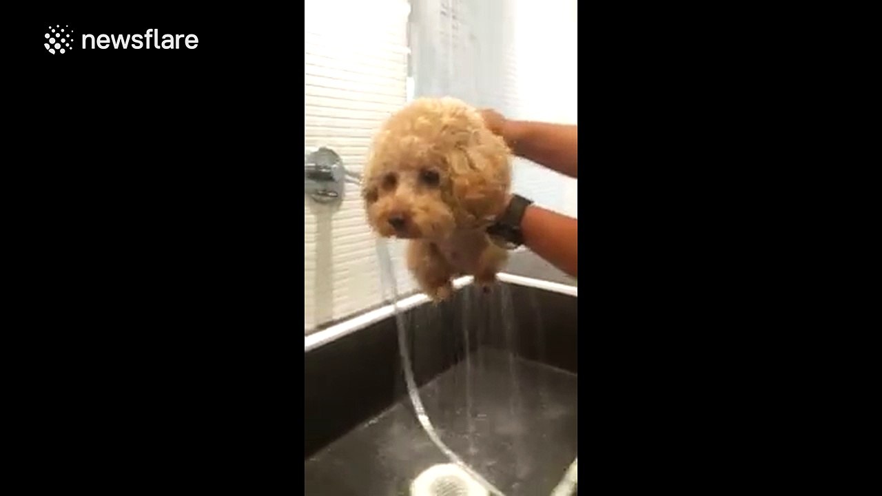 Poodle makes adorable running movements while showering