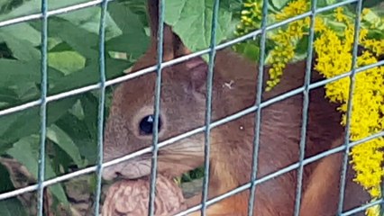 Aborable squirrel make crazy sound with nut