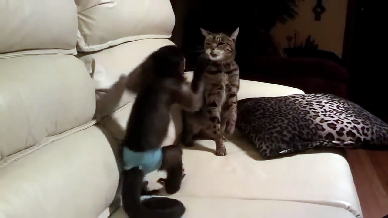 Monkey vs Angry Cat fight