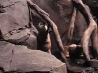 Loutre danse Dancing Otter