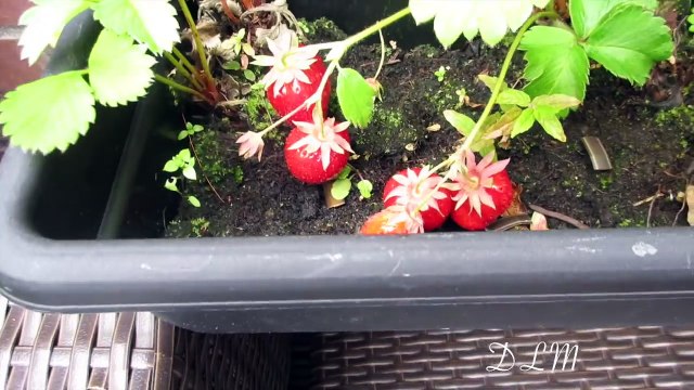 Sport to zdrowie _ Dziura w brzuchu _ DLM