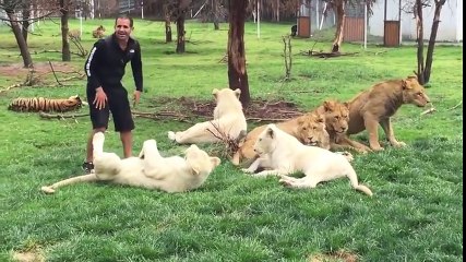 Un léopard attaque un homme par derrière ! Un intervention inattendue lui sauve la vie !