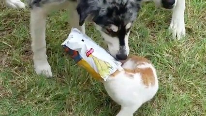 Cat's Rule... But Dogs Swoop In To Save The Day