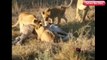 CRAZIEST Animal Fights Caught On Camera Most Amazing Wild Animal Attacks Lion,Giraffe
