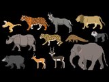 Indian Mammals - Animals Series - Elephant, Tiger, Bear - The Kids' Picture Show (Fun & Educational)