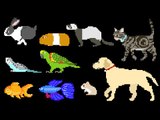 Pets - Dog, Cat, Rabbit, Fish, Birds, Hamster & More - The Kids' Picture Show (Fun & Educational)