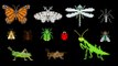 Insects - Animals Series - Bugs - The Kids' Picture Show (Fun & Educational Learning Video)
