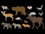North American Forest Mammals - Forest Animals - The Kids' Picture Show (Fun & Educational)
