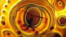 Osmotic Life