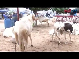 Tabaski 2016, Khar Yomboul !