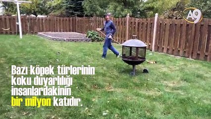 Polis köpeği Bloodhound’un başarısı inanılmaz